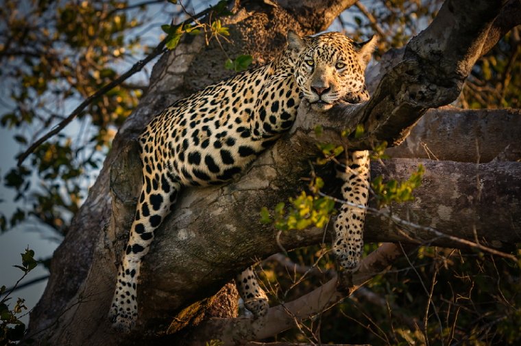 104 Noord Pantanal, jaguar.jpg